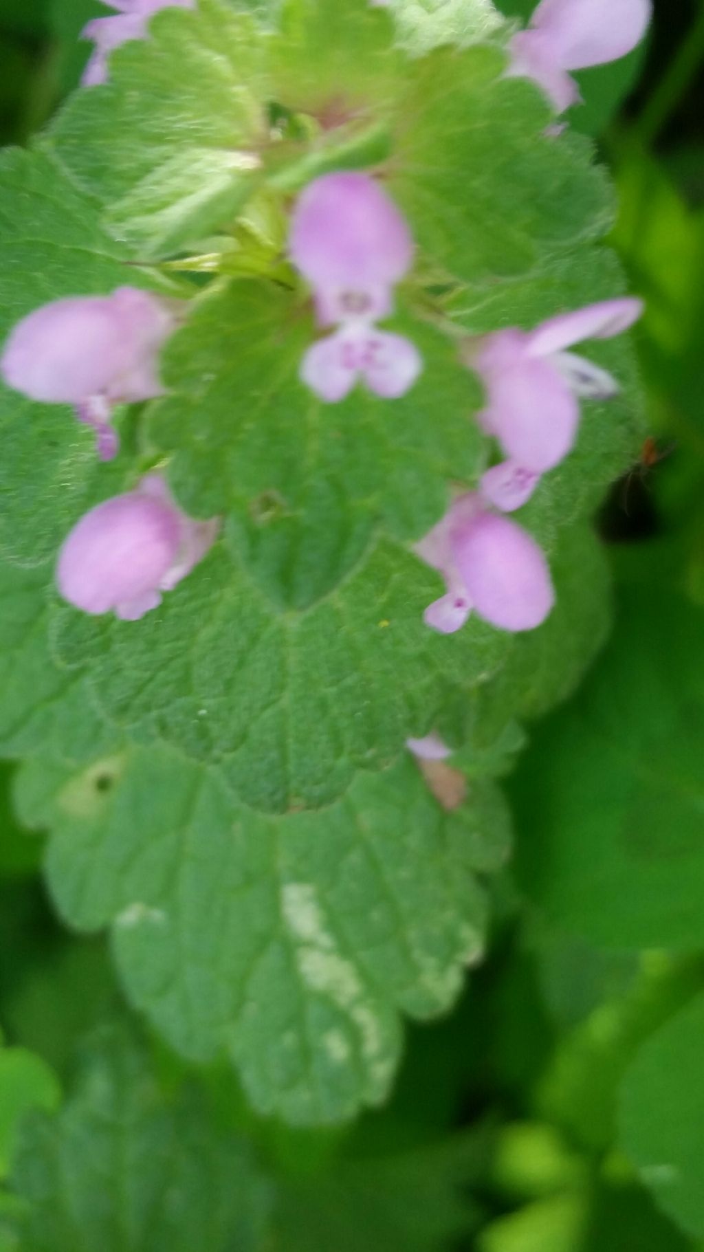 Lamium purpureum L. (Lamiaceae)